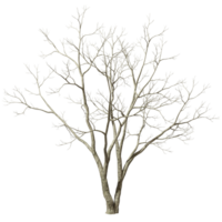 Cutout leafless trees branches dried transparent backgrounds 3d render png