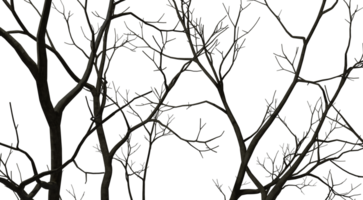 Silhouette bare trees branches forested 3d render png