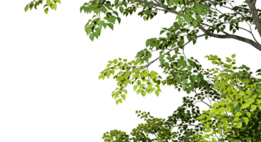 Isolate greenery tree branch leafs foreground 3d render png