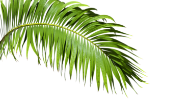 Isolate caribbean palm branches on transparent backgrounds 3d render png