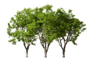 Isolate realistic outside tropics trees group 3d rendering png