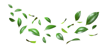Realistic green leaves movement flying isolate on transparent backgrounds 3d rendering png