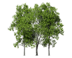 Greenery jungle trees group standing outside cut-out 3d rendering png
