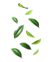 Green leafs falling drop down motion cutout backgrounds 3d rendering png