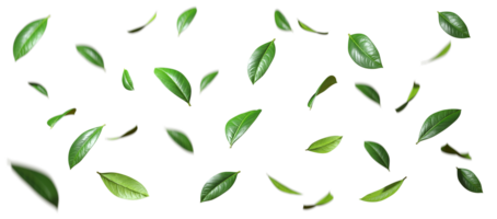 Isolate leaves movement falling slow down on transparent backgrounds 3d render png