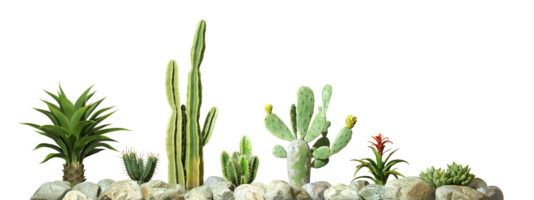Isolate cactus plants row on rocks foreground 3d rendering png