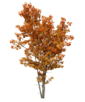 Isolate autumn oranges tree leaves shapes on transparent backgrounds 3d rendering png