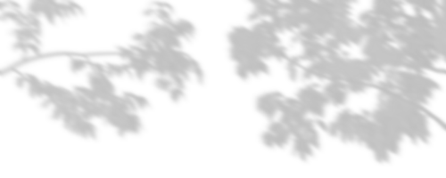 Cutout shadow trees branches shade composition on transparent backgrounds 3d render png