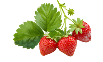 Branch of fresh strawberry isolated, group of red strawberry cut out. png