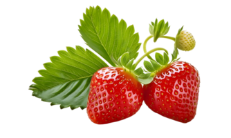 Branch of fresh strawberry isolated, group of red strawberry cut out. png