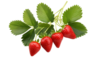 Branch of fresh strawberry isolated, group of red strawberry cut out. png