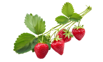 Branch of fresh strawberry isolated, group of red strawberry cut out. png