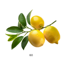 Branch of fresh lemon isolated, group of yellow lemon cut out. png