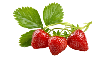 Branch of fresh strawberry isolated, group of red strawberry cut out. png