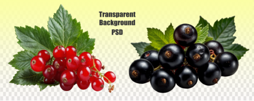 Red and black currants on a transparent background, representing fruits and seeds, perfect for dishes or snacking psd