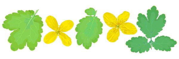 Set of five isolated celandine elements on a white background vector