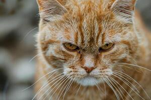 Intense ginger cat stare closeup photo