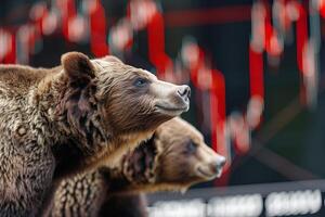 Two brown bears looking at red stock market chart representing bear market photo