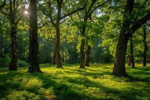 Sun shining through trees in lush green forest with ferns covering the ground photo