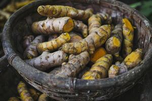 Fresh turmeric root is piled high in a basket for sale at a market photo