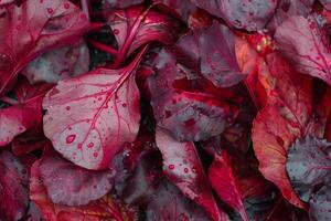 Freshly picked red chard leaves forming a vibrant and colorful background photo