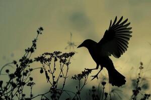 Blackbird landing on branch at twilight with open wings photo