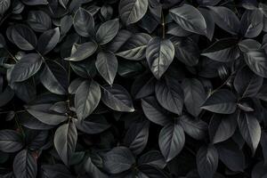 Dark floral background with densely growing leaves creating a natural pattern photo
