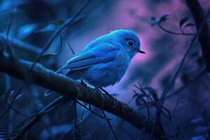 Blue bird perching on branch at night photo