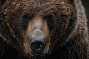Close-up of a brown bear's face showcasing its deep gaze and wet fur details photo