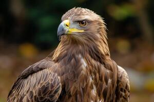 Detailed portrait of a golden eagle with a sharp gaze and beautiful plumage photo