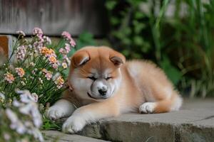 Sturdy Akita inu puppy. Generate Ai photo