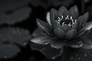 Mystical Black lotus flower in dark banner. Generate Ai photo