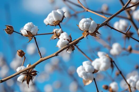 Cotton plant close-up against blue sky photo