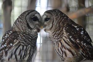 Two barred owls touching beaks in a tender moment, resembling a kiss photo