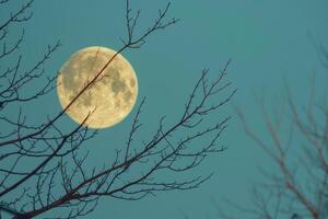 Full moon through bare branches at twilight photo