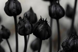 Enigmatic Black flowers. Generate Ai photo