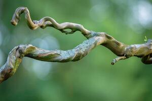 Twisting tree branches against green bokeh background photo