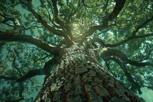 Low angle view of a towering tree against a radiating sunlight through its branches photo