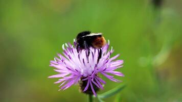 Close-up of a bee on a purple flower with a soft, blurred background video