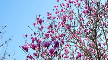 Blooming magnolia. Magnolia blossom and flower. Beautiful spring season. Flower scent. Blooming spring nature. Pink magnolia flower. Spring nature. Magnolia tree with blooming flower video