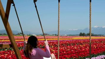 Girl in a tulip field Attractive woman walking through endless tulips field in spring. Aerial view of colorful tulips in bloom and girl. Concept. Tulips in Keukenhof gardens, Netherlands, Holland. video