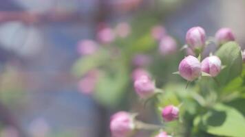 apple tree buds blossom in spring against background of a multistory building video