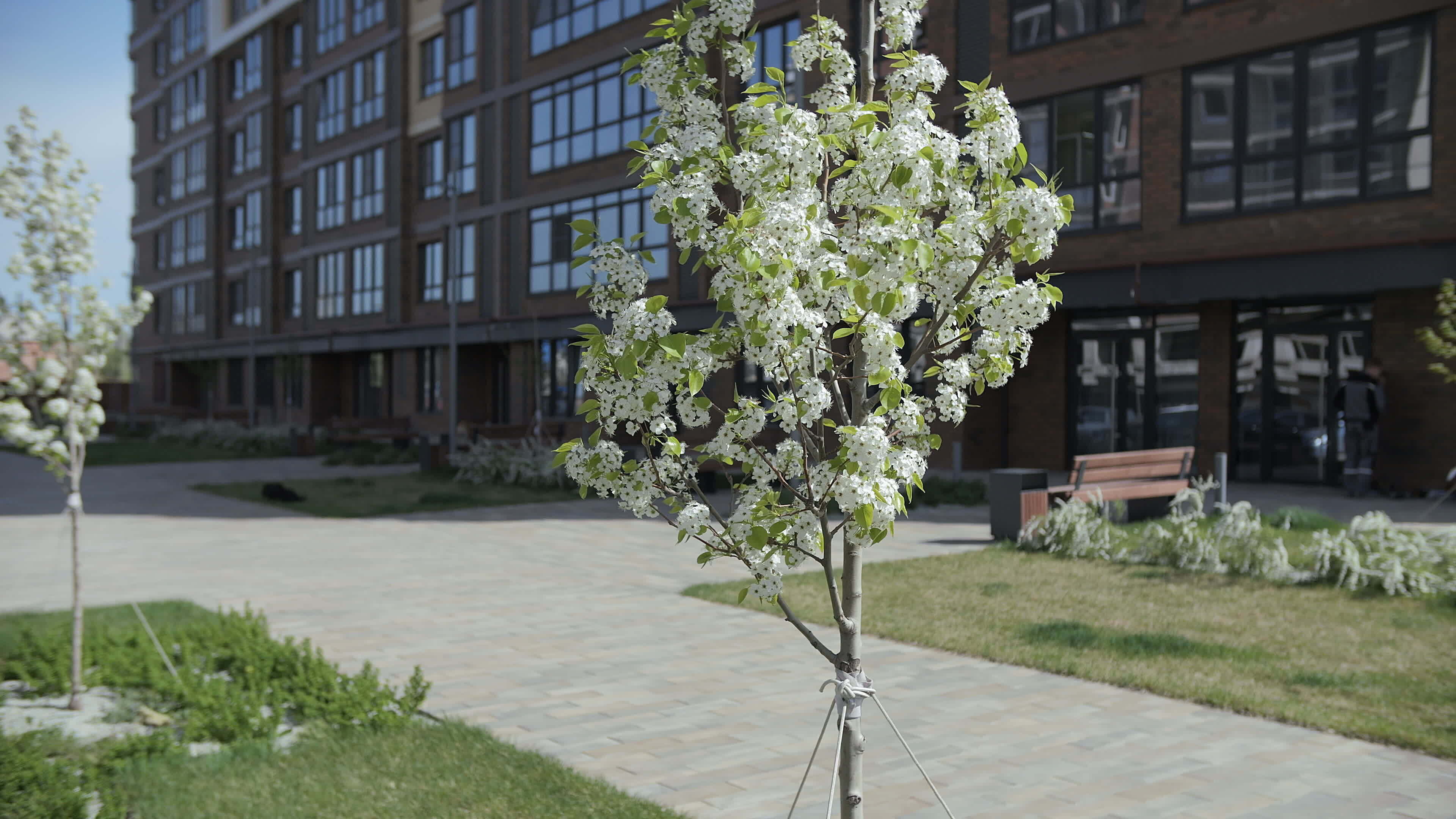 tree for landscaping with flowers on the background of the residential ...