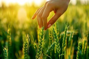 Closeup a hand touching green grass wheat field on morning light. photo