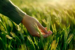 Closeup a hand touching green grass wheat field on morning light. photo