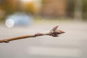Screensaver background of a branch with a bud on a blurred background photo