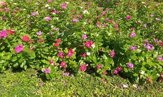 Cayenne Jasmine ,Periwinkle, Catharanthus rosea, Madagascar Periwinkle, Vinca, Apocynaceae name flower dark pink color springtime nature background West Indian periwinkle Madagascar periwinkle photo