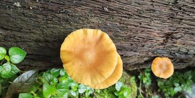 Flammulina velutipes grows wild on dead elm trees, and is also cultivated for human use. photo