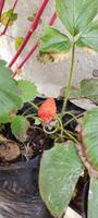 Portrait selective focus of Fragaria Ananassa or strawberry fruit that look ripe in a pot next to the house. photo
