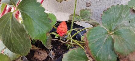 High angle view of Fragaria Ananassa or strawberry fruit that look ripe in a pot next to the house photo